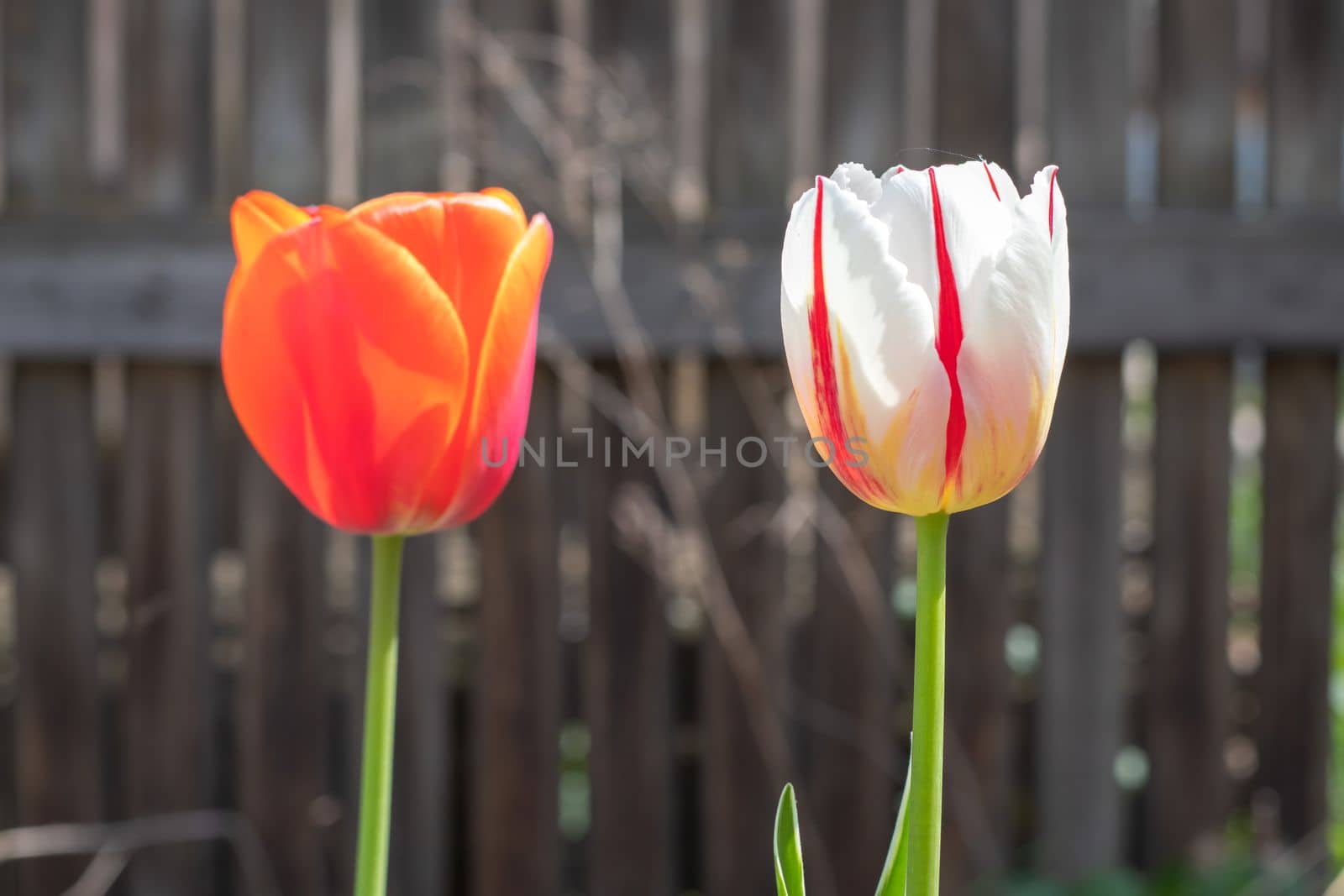 Selective focus. Tulips in the garden with green leaves in white and red. Blurred background. A flower that grows among the grass on a warm sunny day. Spring and Easter natural background with tulip