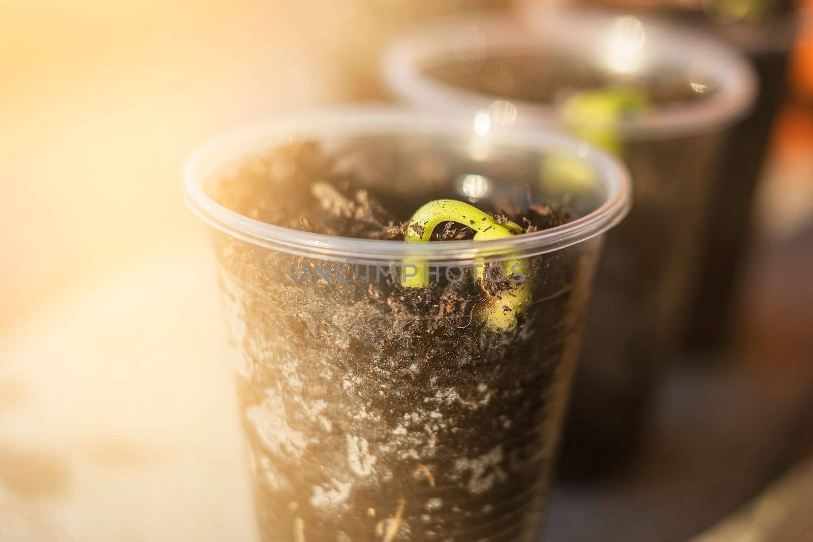 Seedlings in the spring on the terrace. Bean seedling.
