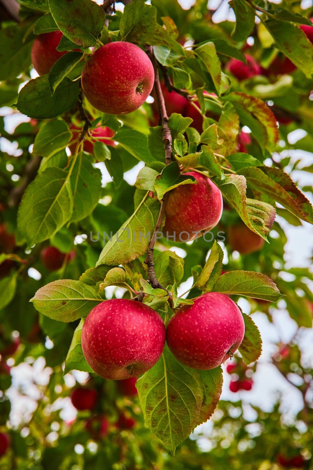 Image of Branch with fresh red apples growing in orchard farm