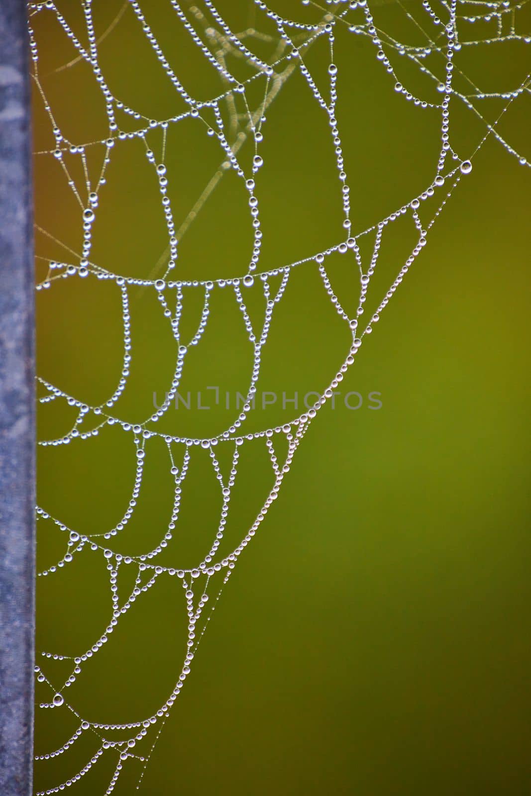 Image of Dew drops small covering entire spider web in detail against soft green background