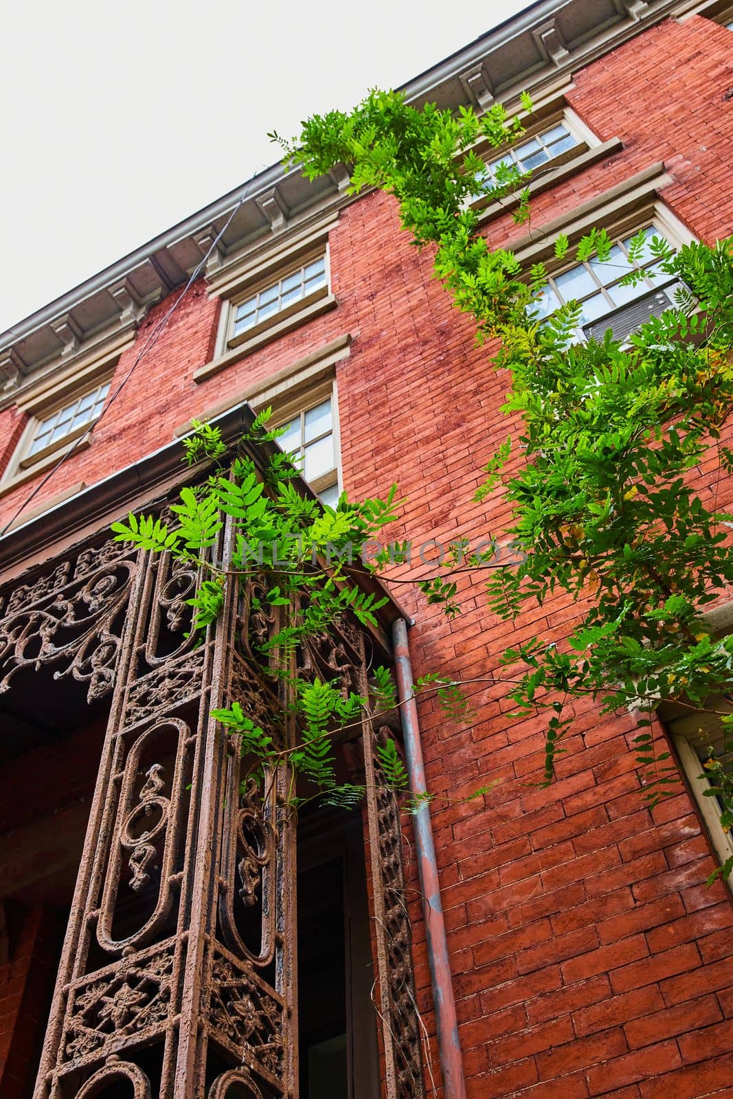 Image of Looking up brick building with green ferns growing around wire