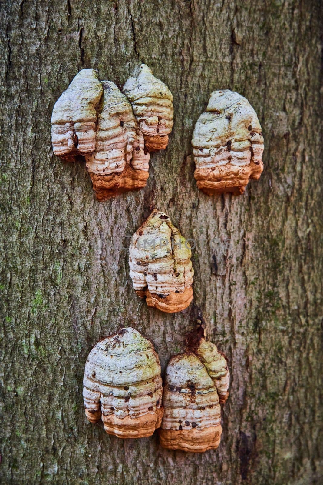 Image of Straight view of tree with clusters of white fungi mushrooms