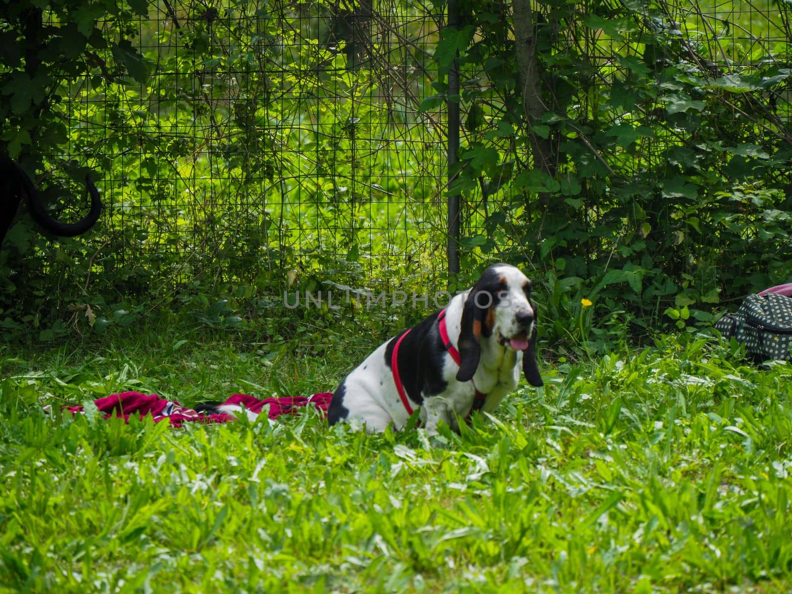 Relaxing black white brown funny basset hound in the garden in summer