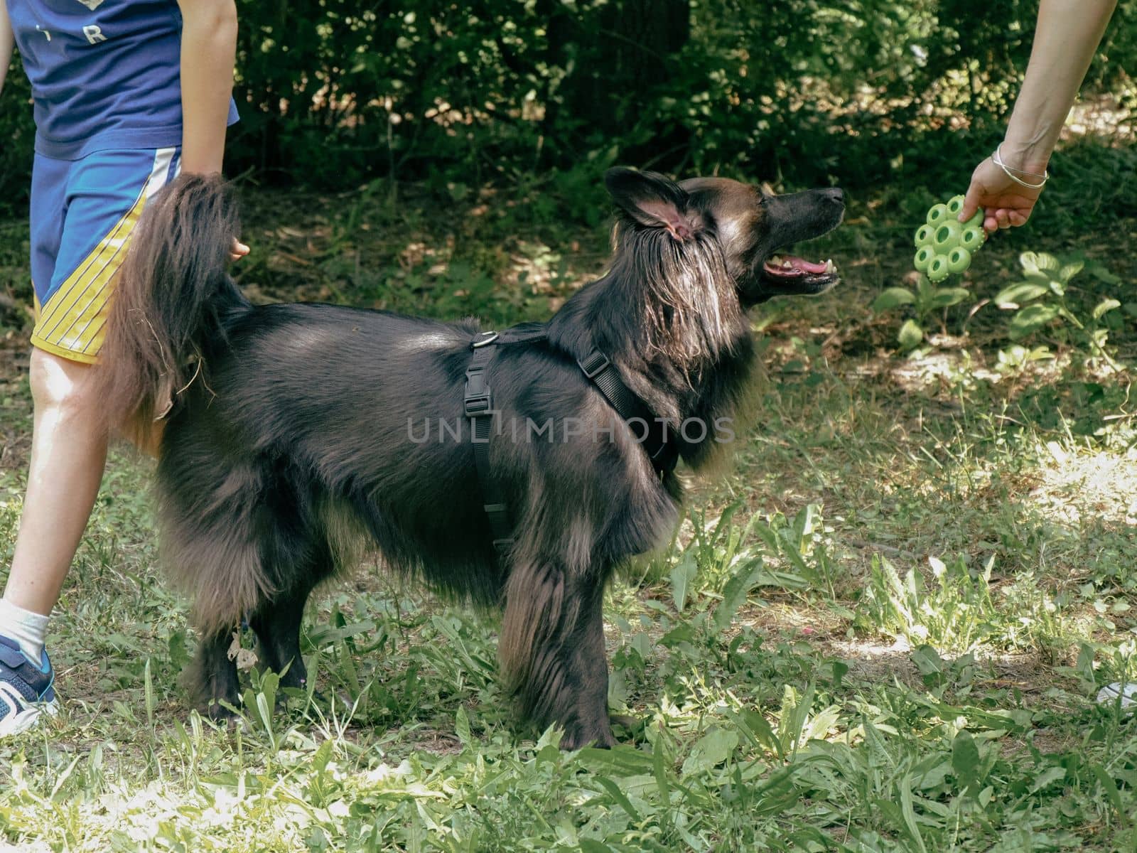 portrait of a young black dog