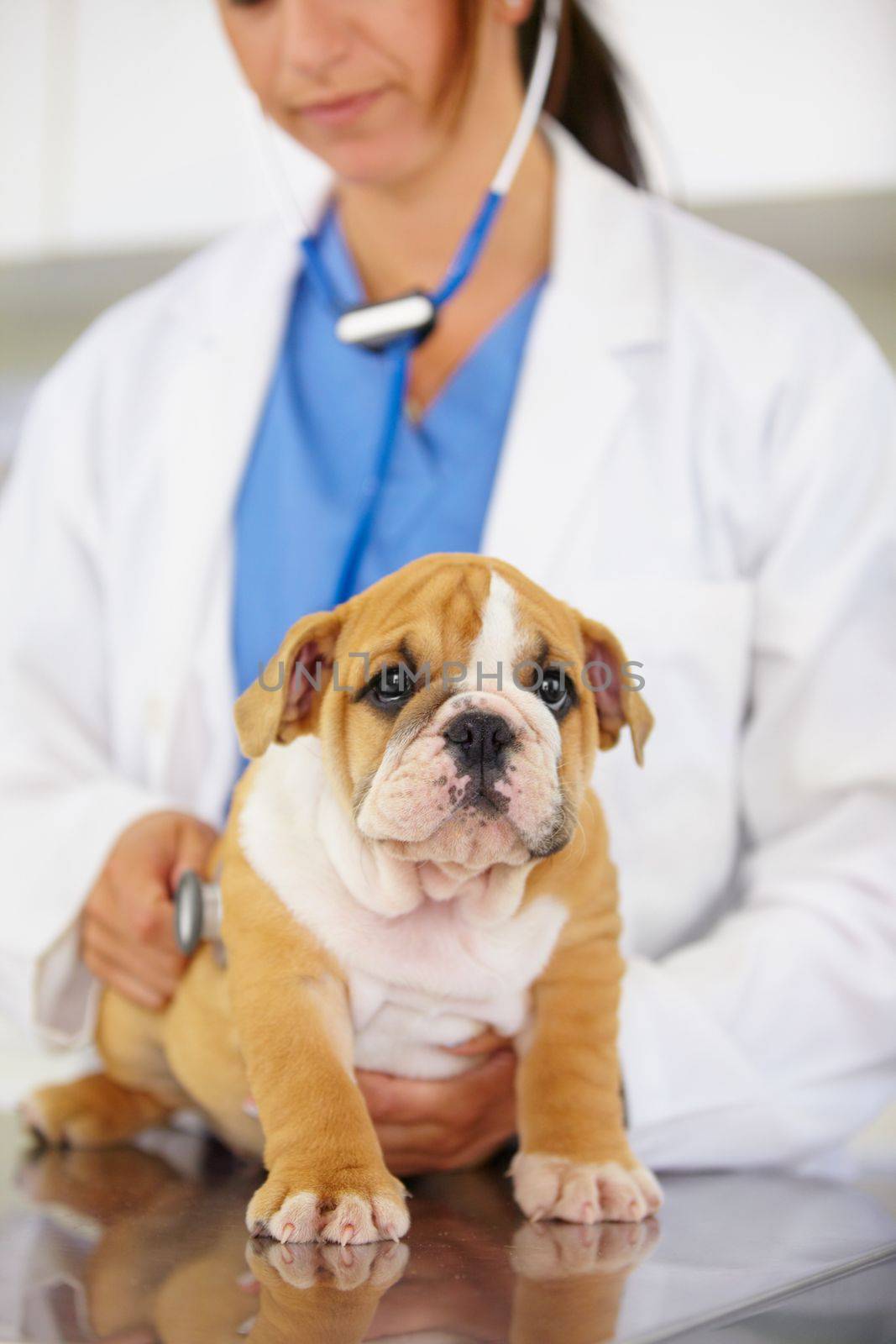 Portrait of a little bundle of cuteness. a vet trying to listen to a playful bulldog puppys heartbeat. by YuriArcurs
