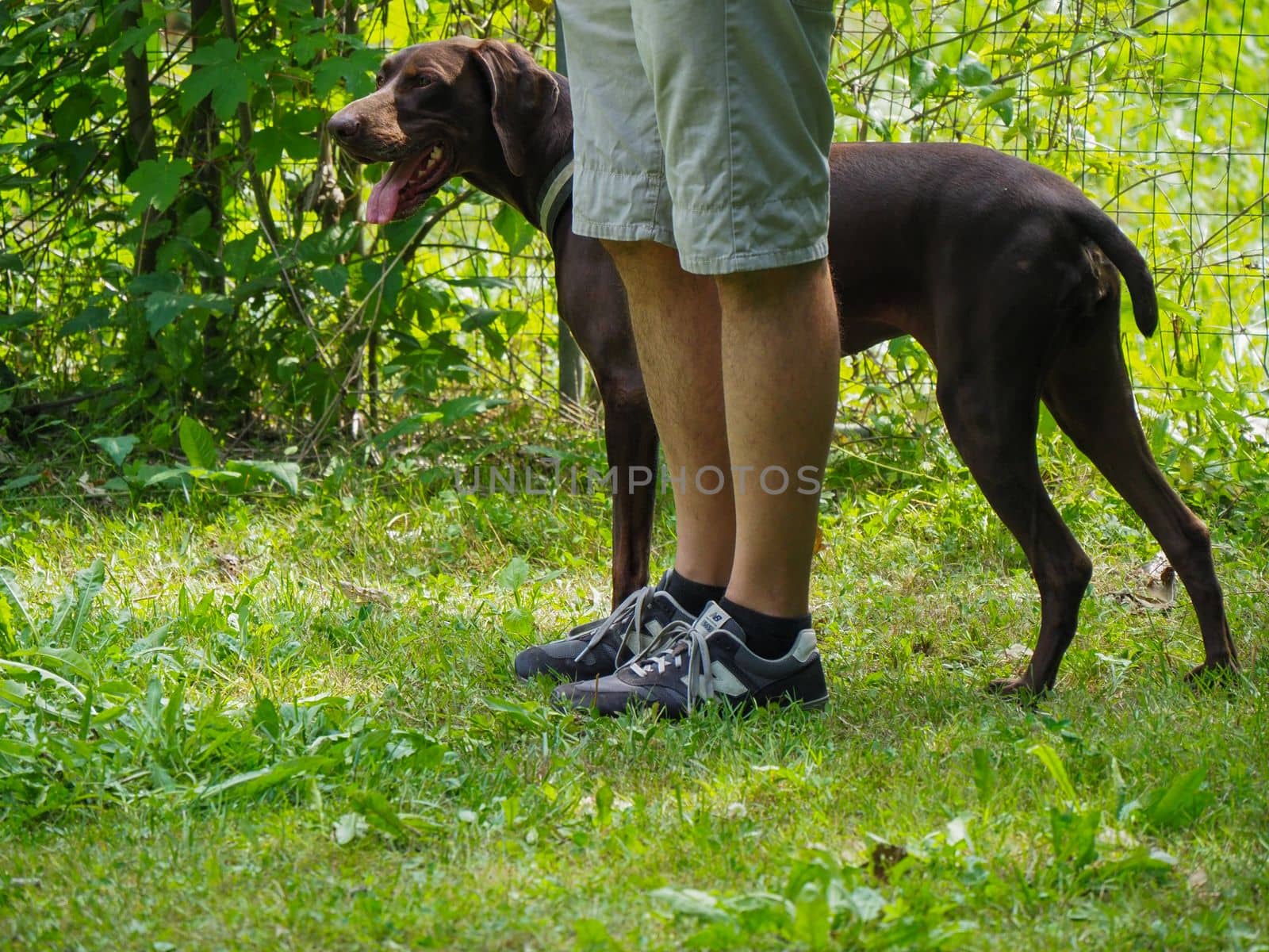 brown young german braco dog in the park with owner