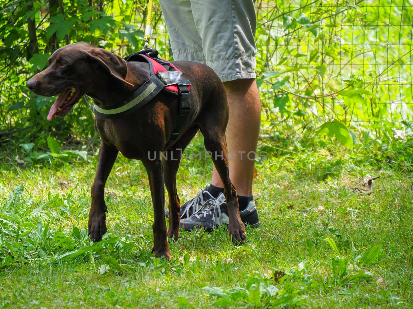 brown young german braco dog in the park with owner