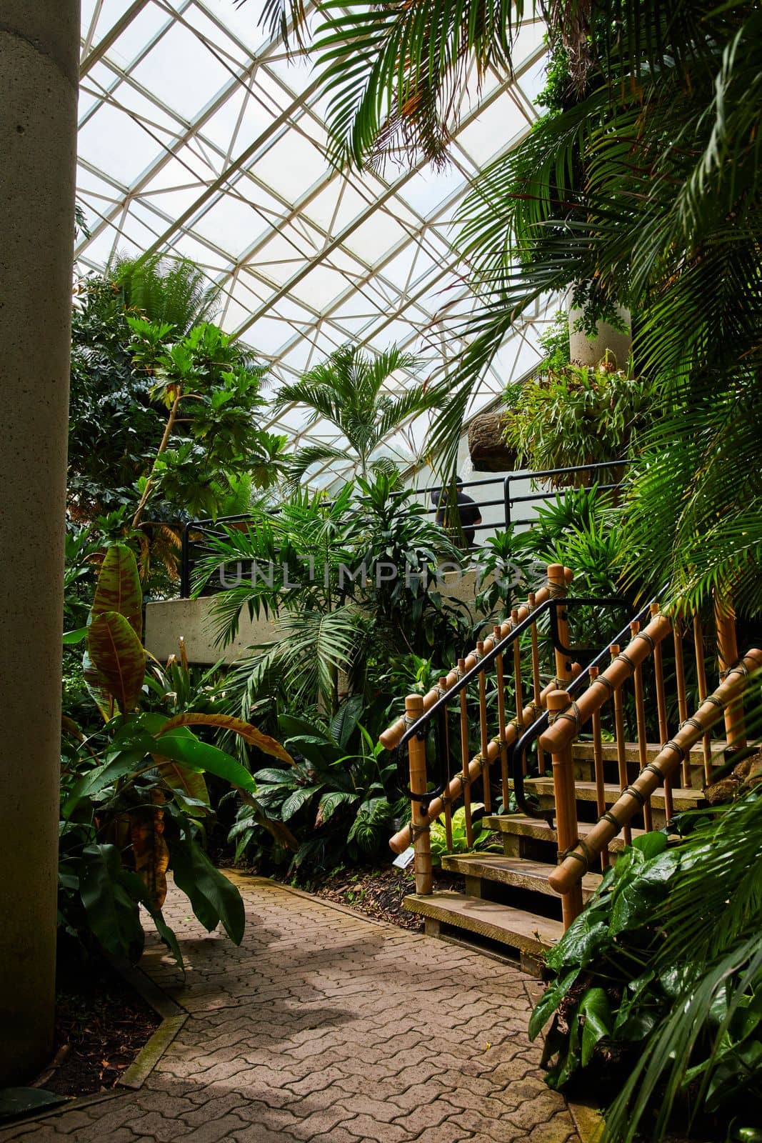 Image of Rainforest botanical garden walking path with bamboo stairs