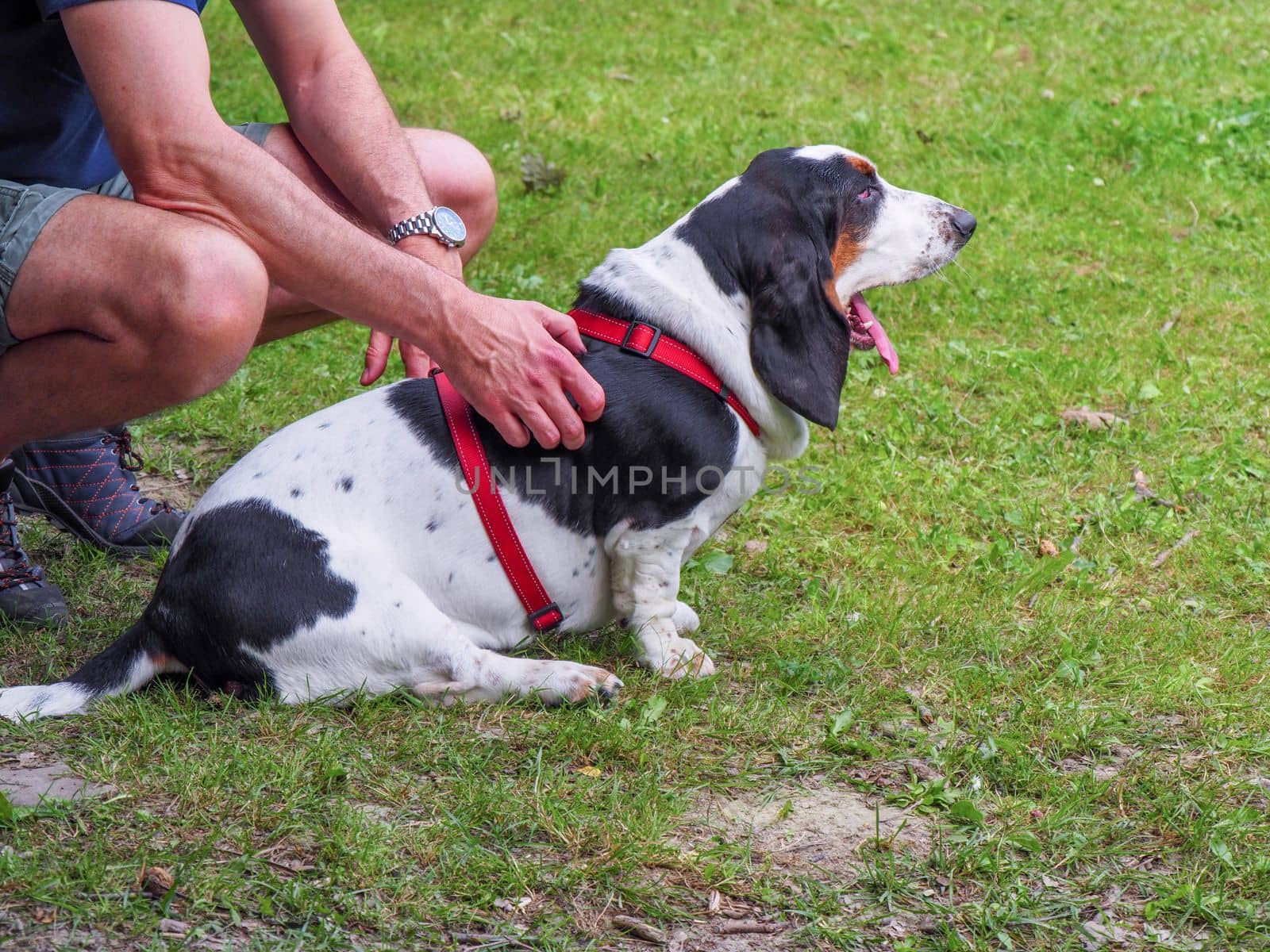 Relaxing black white brown funny basset hound in the garden in summer