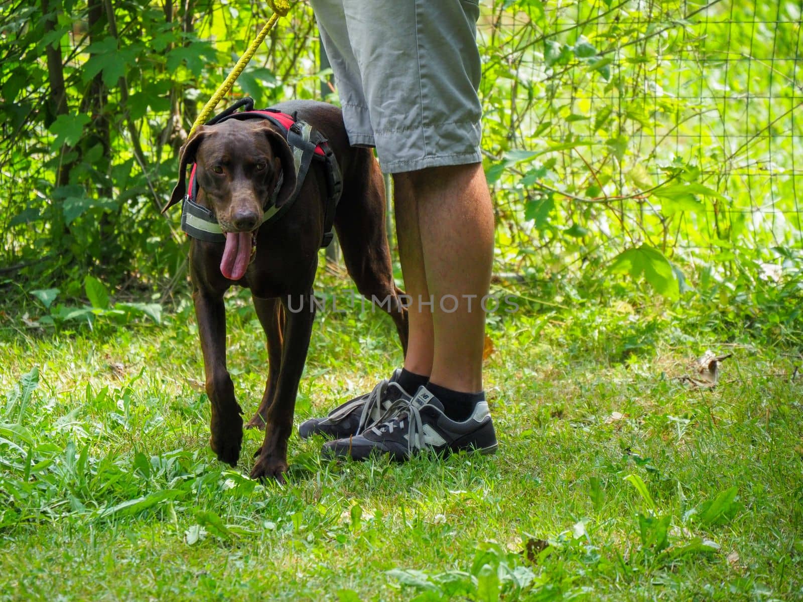 brown young german braco dog in the park with owner