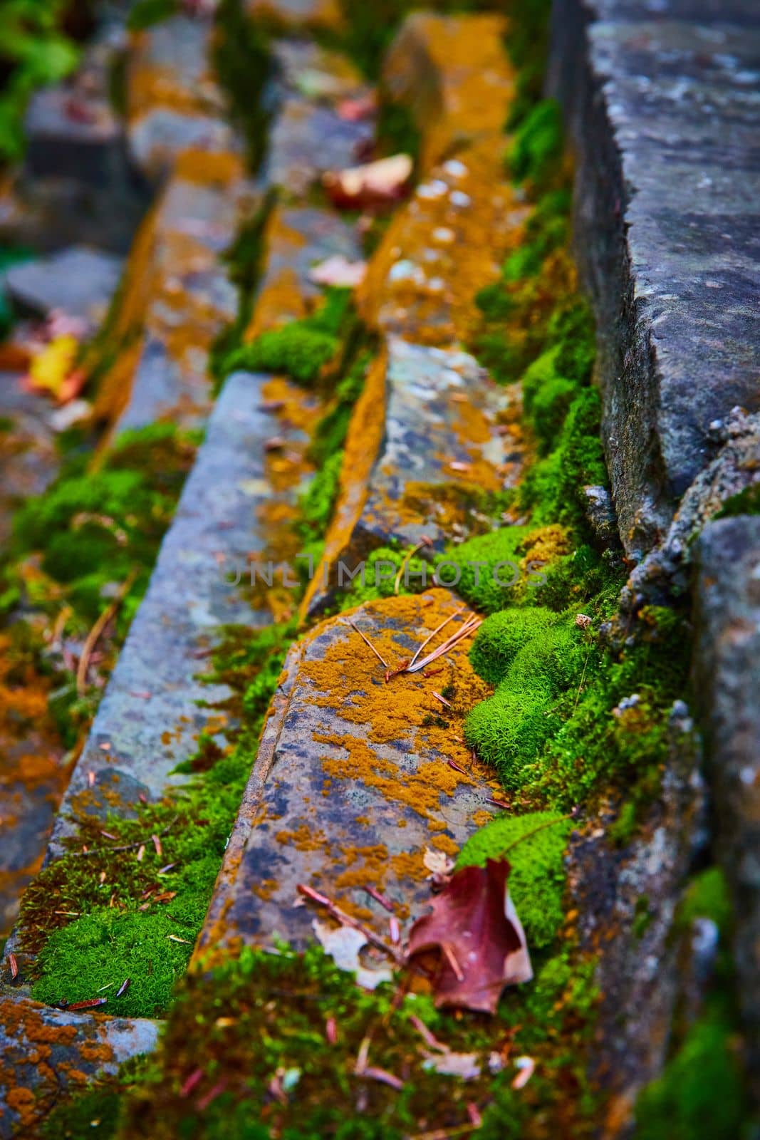 Image of Small stones in detail covered in moss and orange lichen