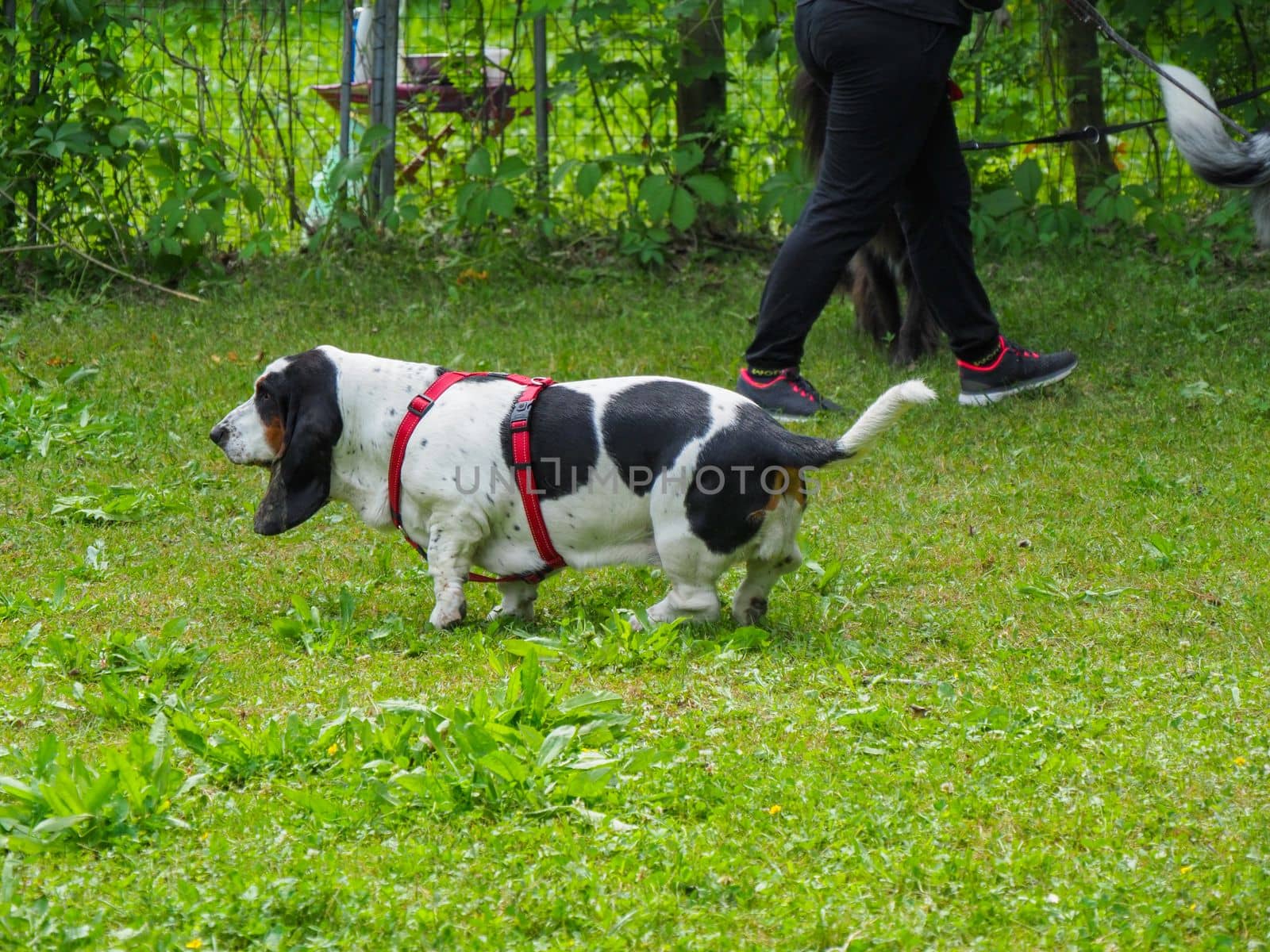 Relaxing black white brown funny basset hound in the garden in summer