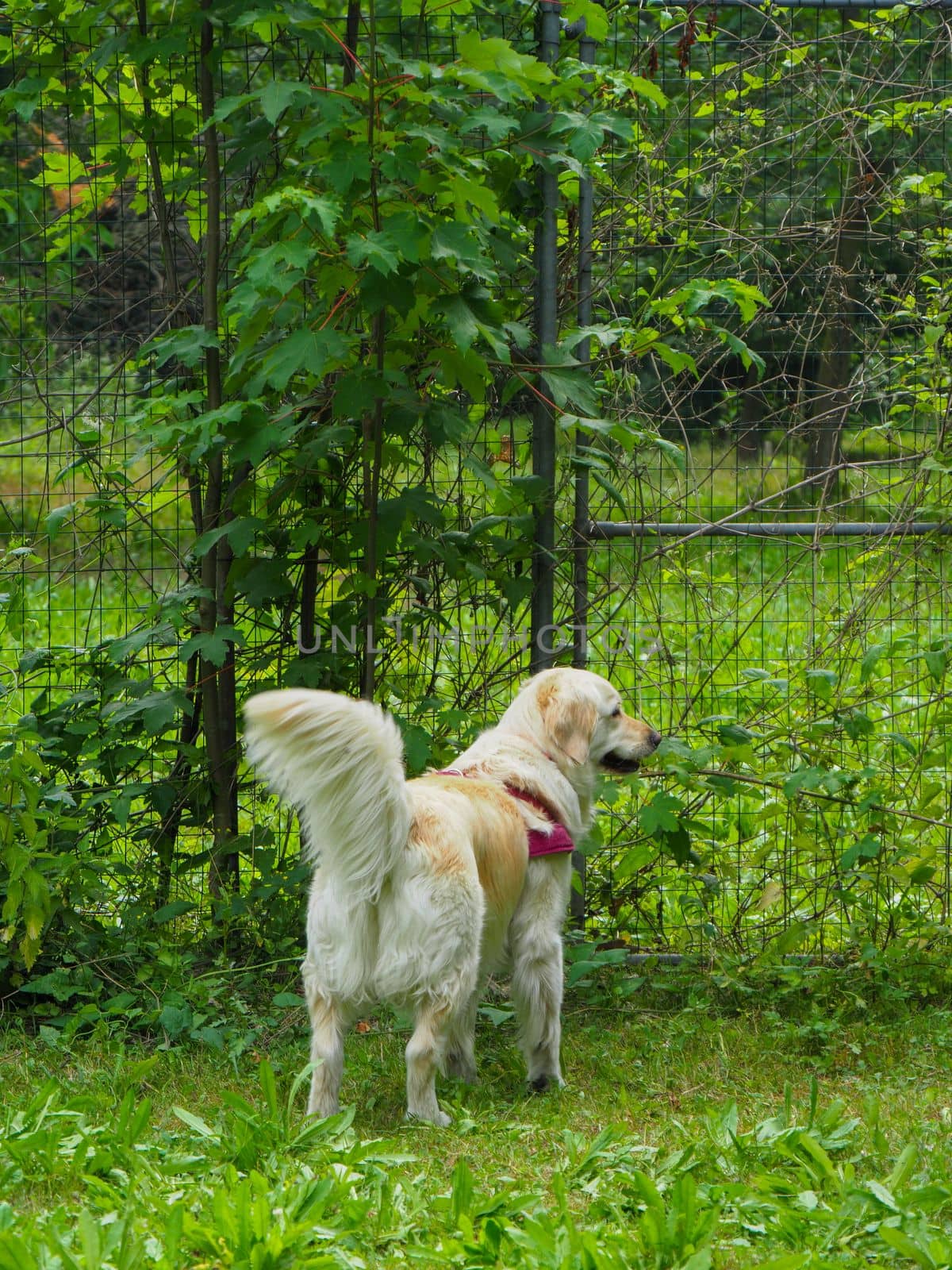 curious purebreed labrador standing i the garden with owner
