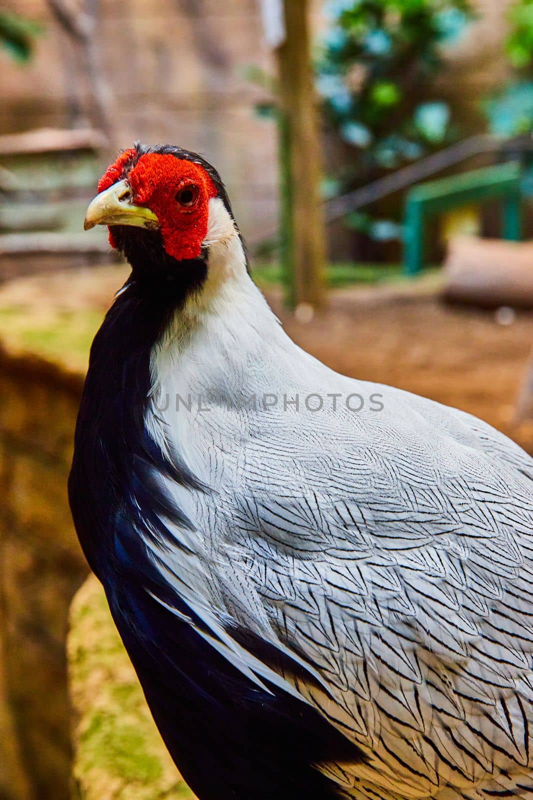 Image of Detail of red, black and, white male Silver Pheasant in old rainforest