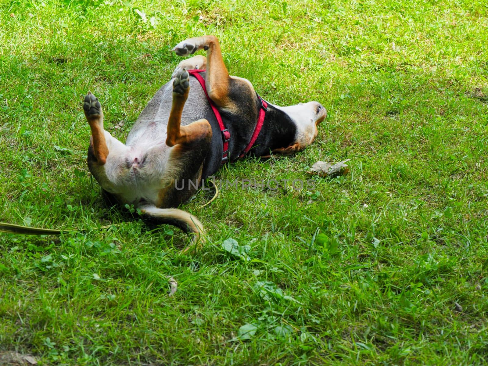 mixed race dog playful rolling in garden