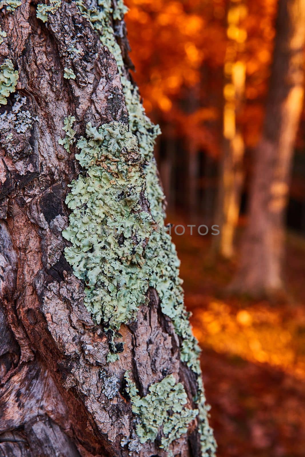 Image of Detail up close on tree bark with lichen patches and orange leaves on trees in background
