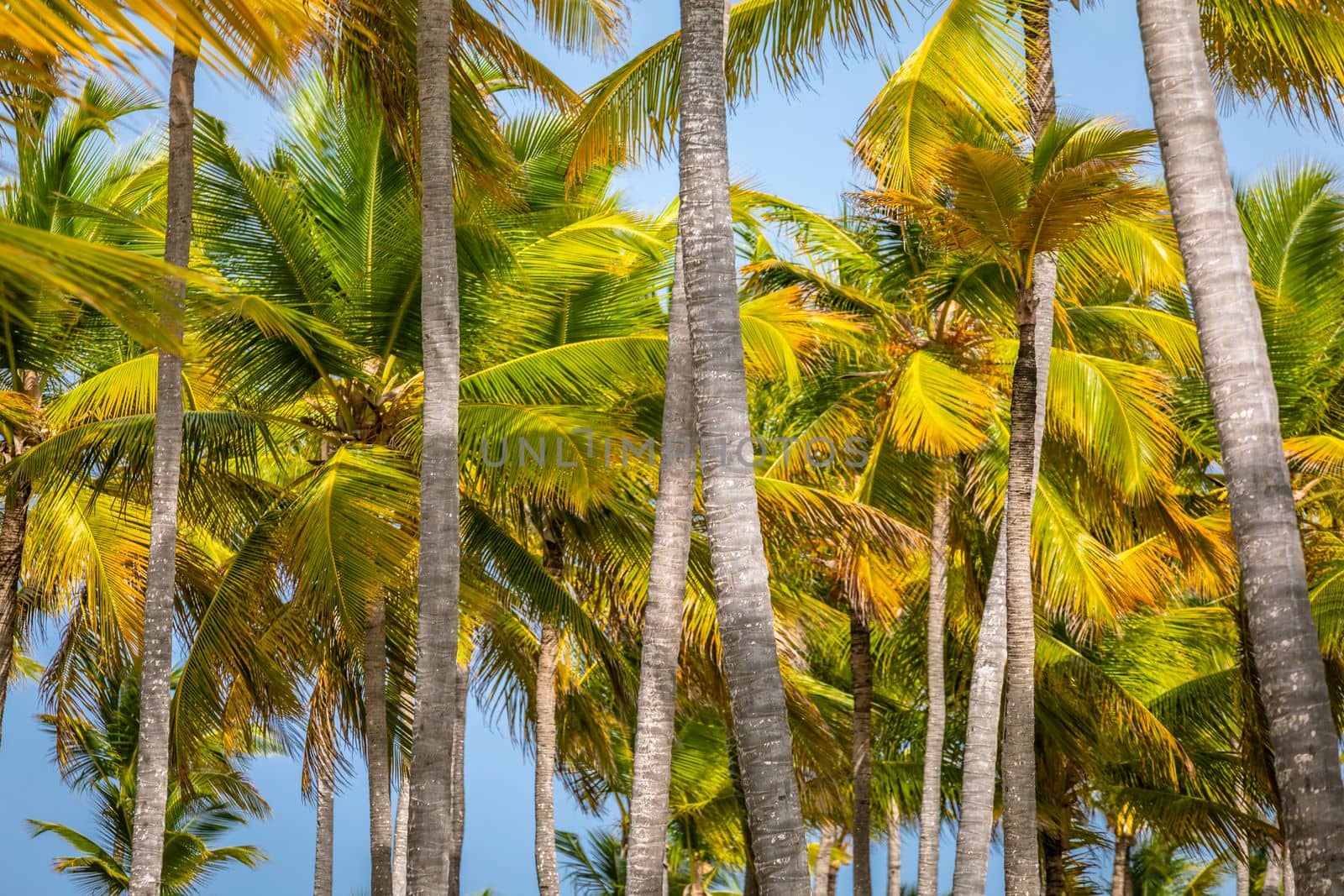 Tropical paradise, idyllic caribbean palm trees in Punta Cana at sunny day, Dominican Republic