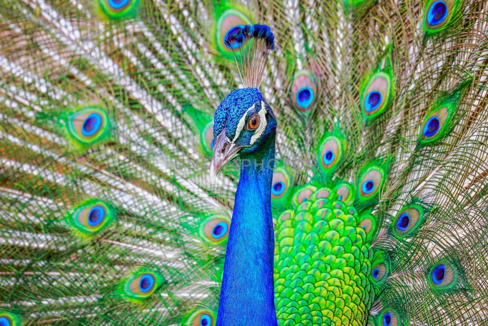 Beautiful blue male Peacock with feathers fanned out in South Asia