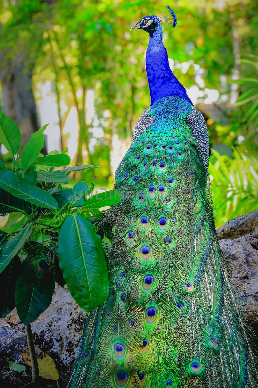 Beautiful blue male Peacock with feathers fanned out in South Asia