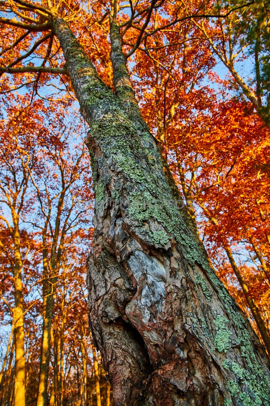 Image of Looking up fall tree with orange leaves and bark covered in lichen