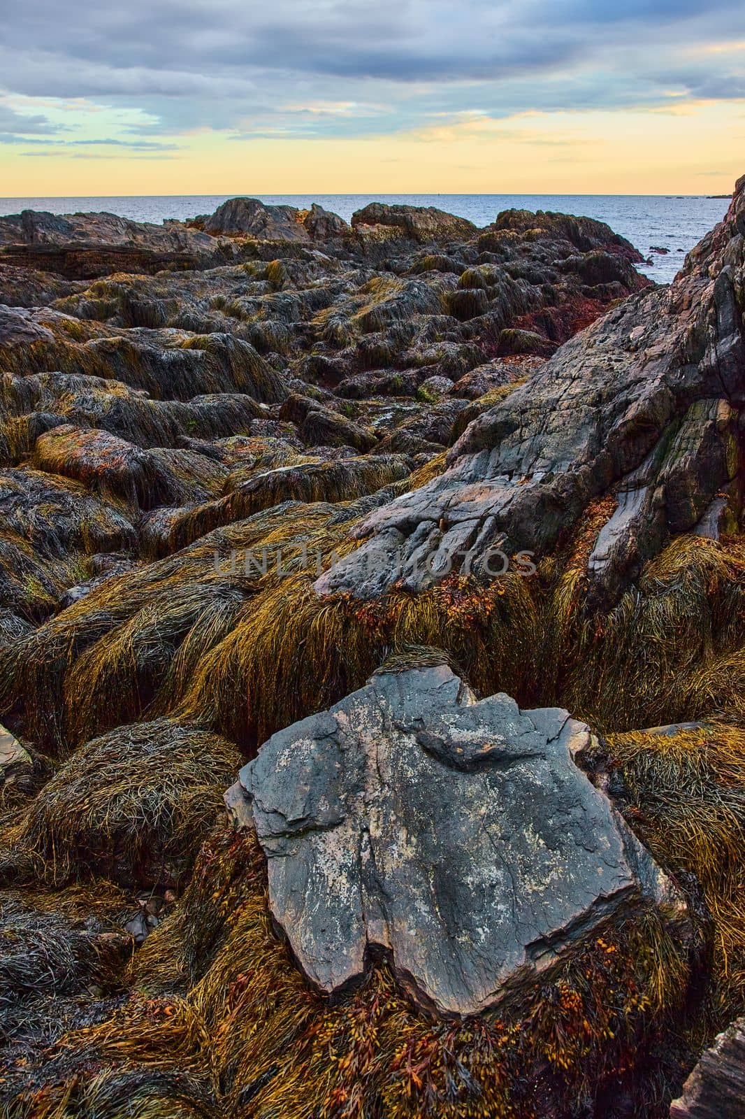 Image of Low tide on Maine coast covered in rocks and wet sea plants by ocean