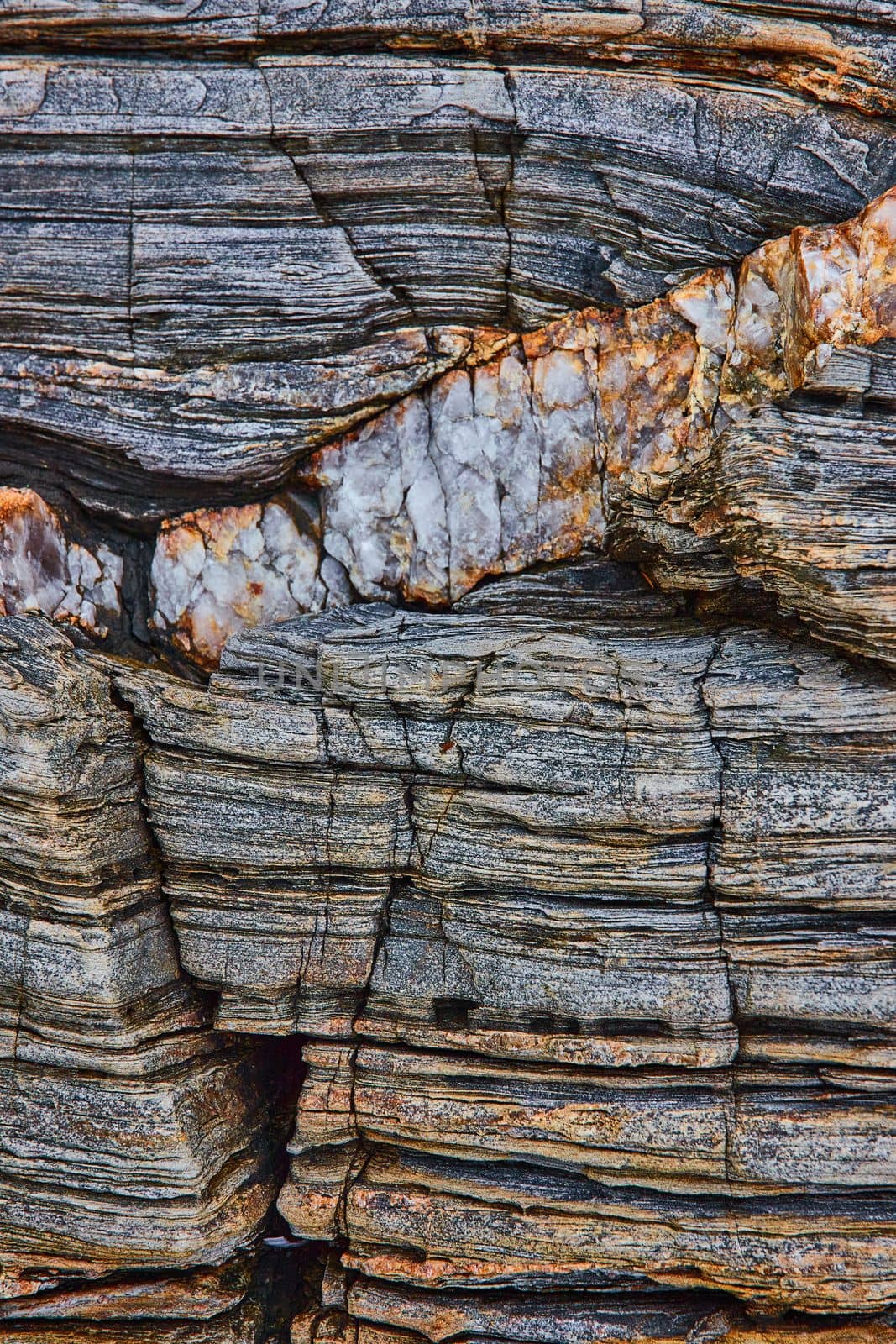 Image of Maine coast rock like petrified wood with Quartz vein minerals going through