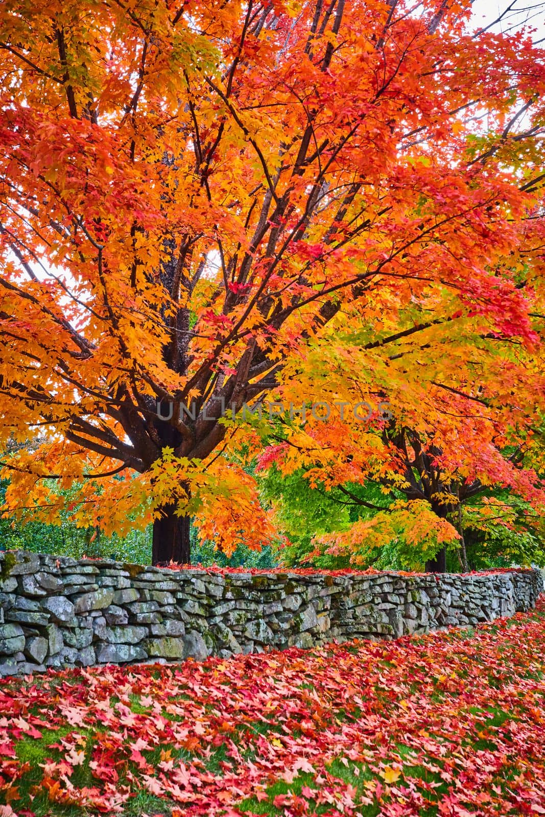Image of Tree covered in vibrant orange leaves along stone wall with piles of red leaves on ground