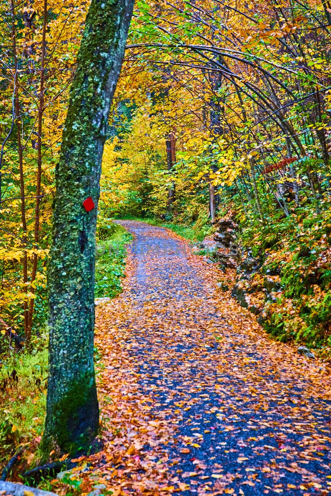Image of Forest with hiking path covered in fall leaves and trail marker on nearby tree