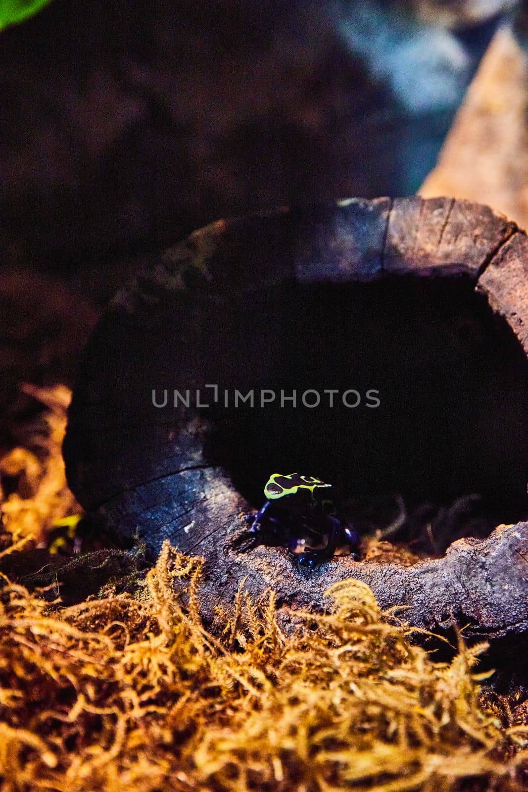 Image of Tiny poison dart frog inside hollow tree trunk by mosses in dark light