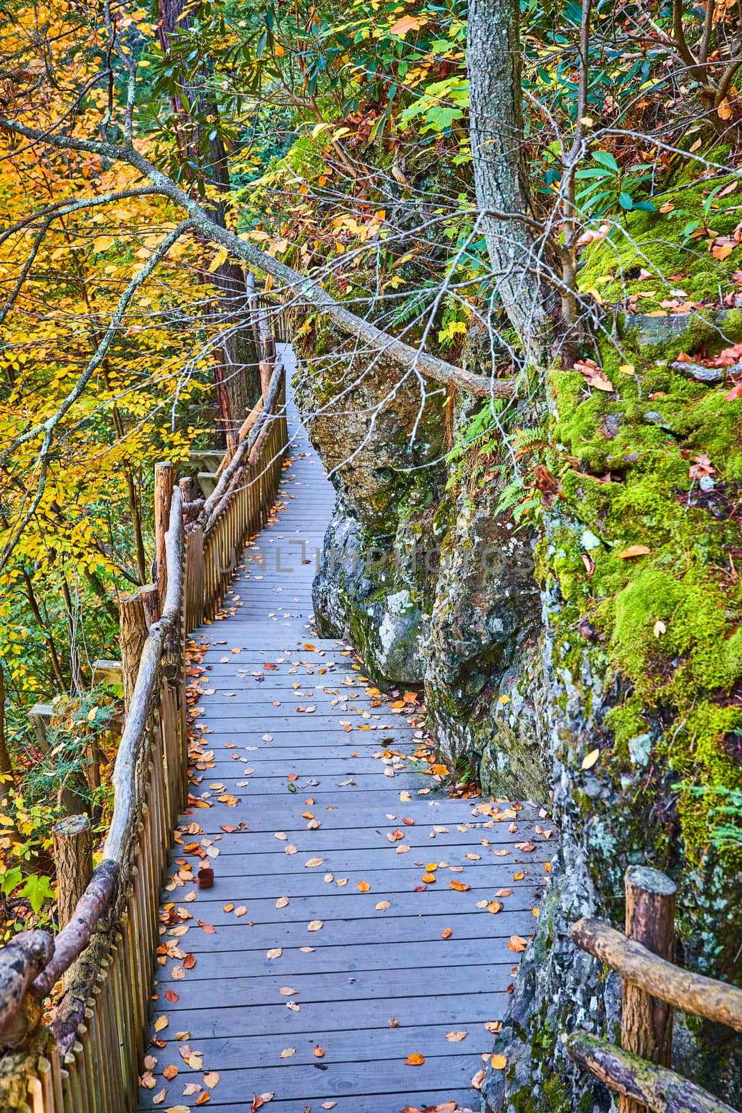 Image of Wood boardwalk against mossy cliffs covered in fall leaves and surrounded by fall forest