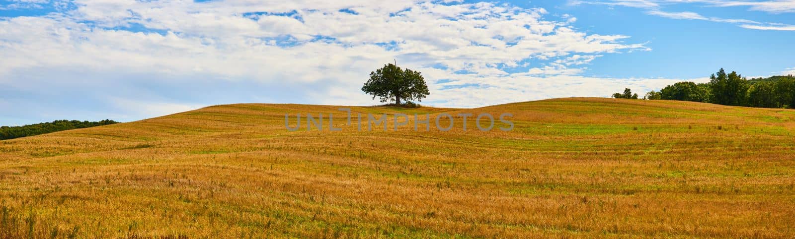 Panoramic view of golden fields in country hills with lone green tree in center frame and blue sky by njproductions