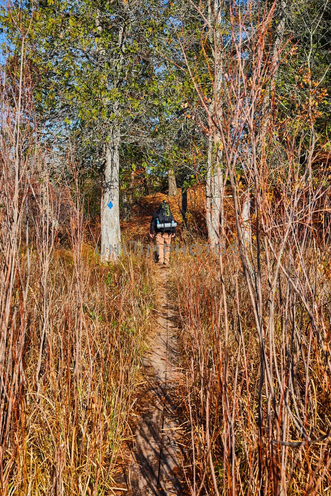 Image of Small hiking trail through tall grasses with hiking backpacker walking into woods by blue trail marker in Michigan