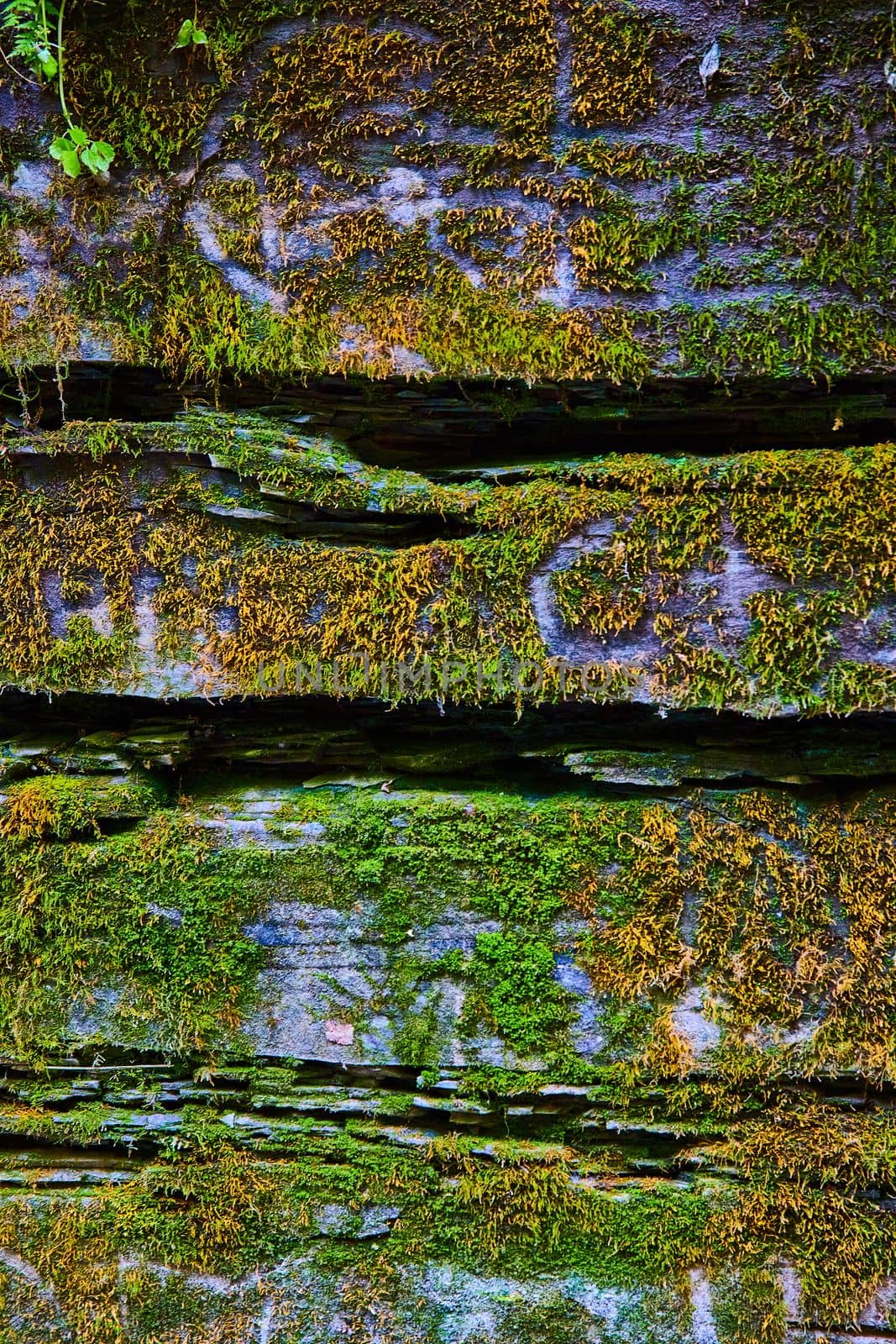 Image of Moss covers rocks in texture detail of wall