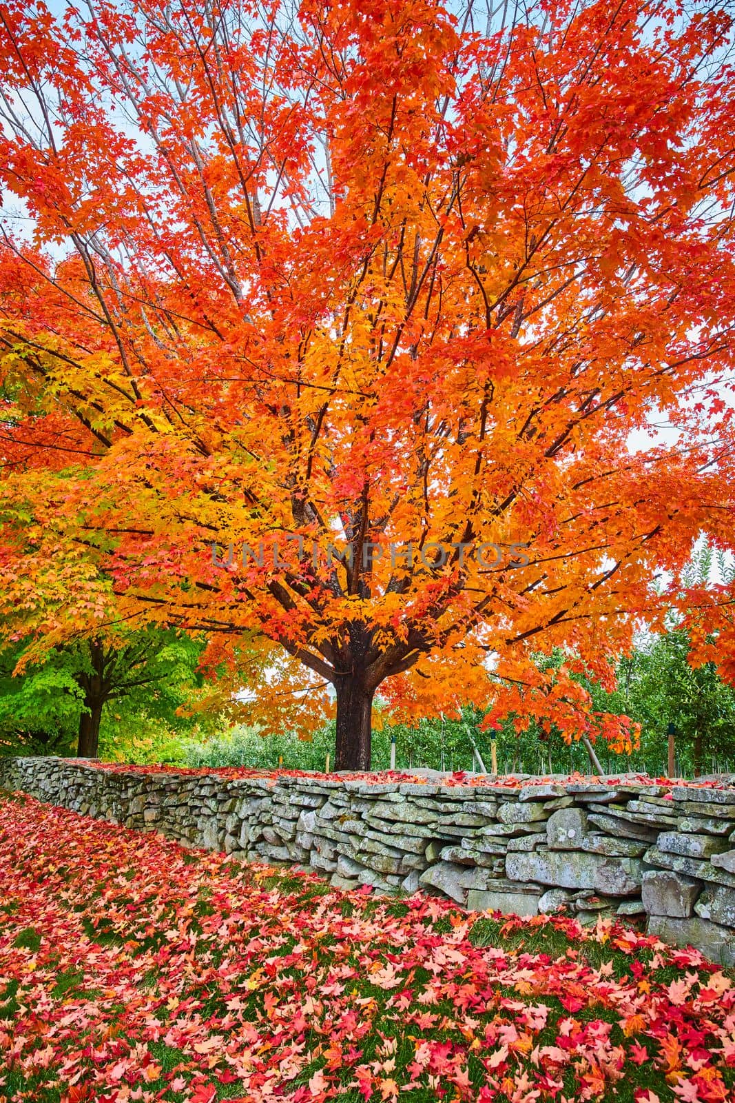 Image of Stunning orange-leafed fall tree by orchard and stone wall with leaves everywhere