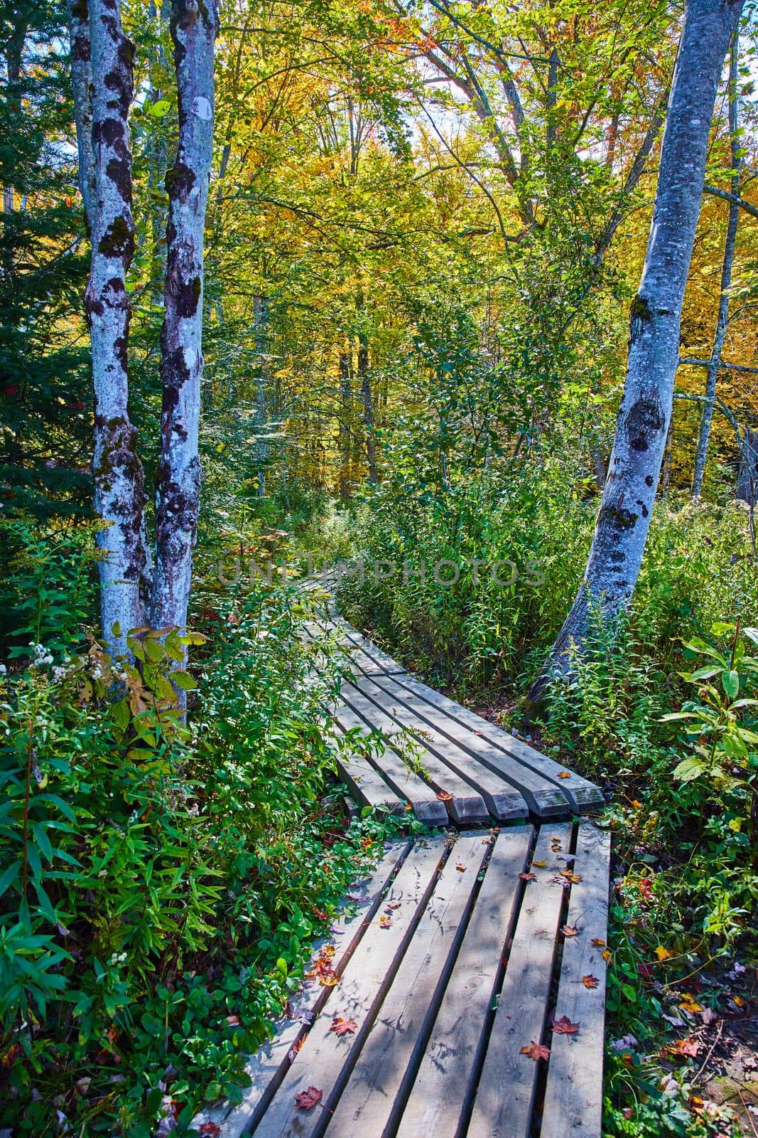 Image of Park narrow boardwalk path through woods with tree trunks