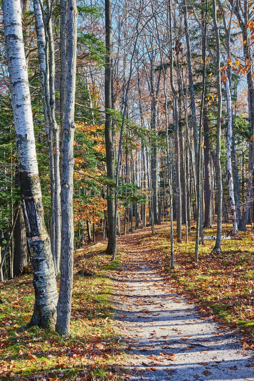 Image of Forest hiking trail through the woods in late fall with leaves on the ground