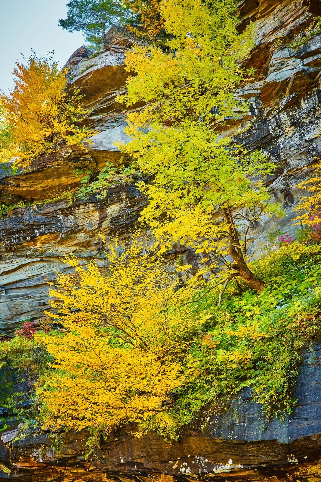 Image of Stunning large yellow fall trees clinging to cliff edge wall