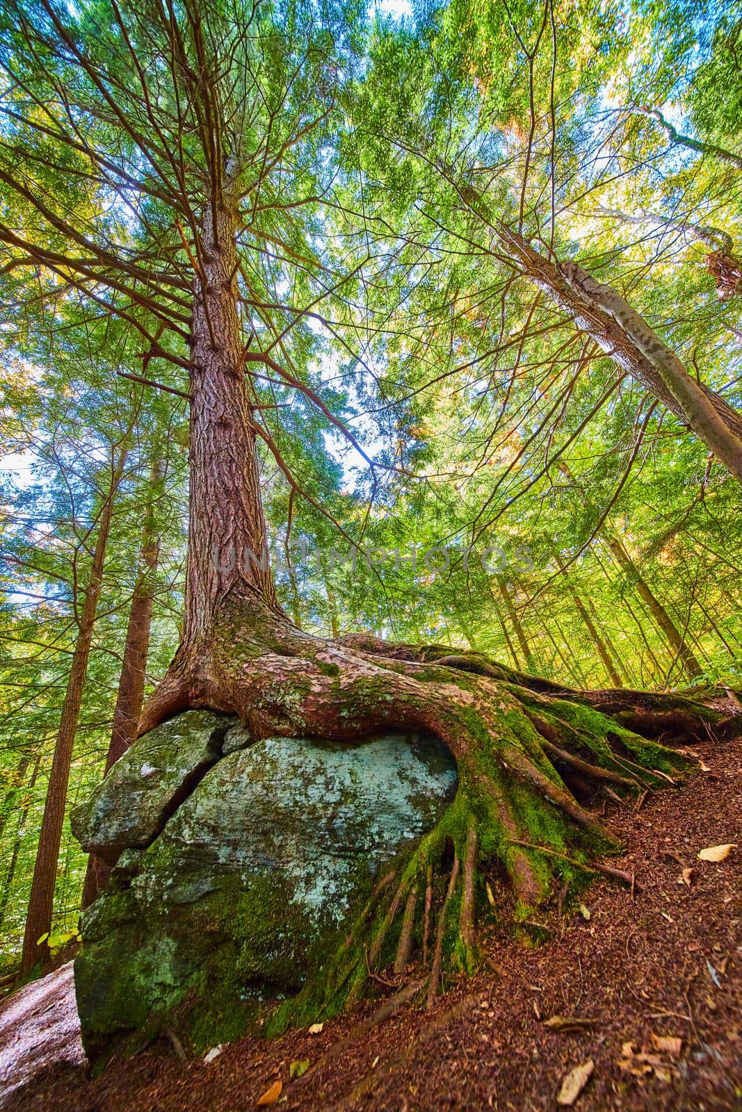 Image of Lush green forest tree growing over boulder with exposed roots looking up from ground level