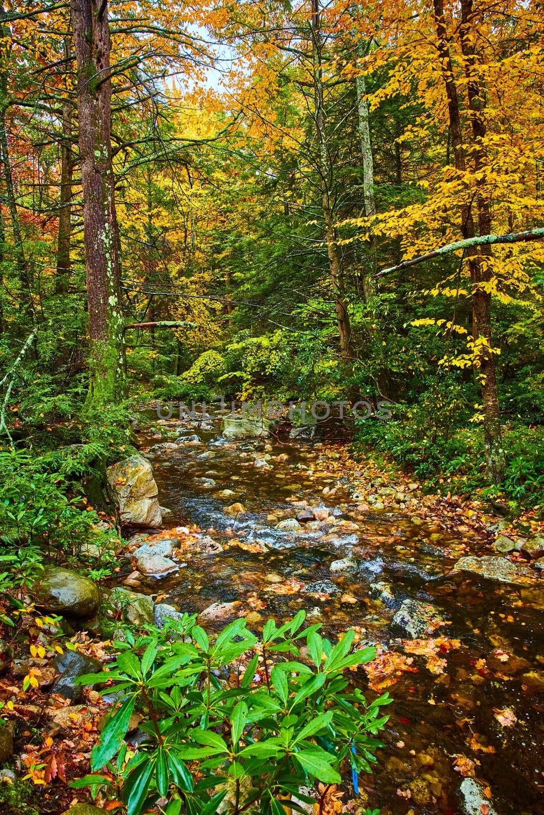 Image of Peaceful riverbed creek through the fall woods in New York
