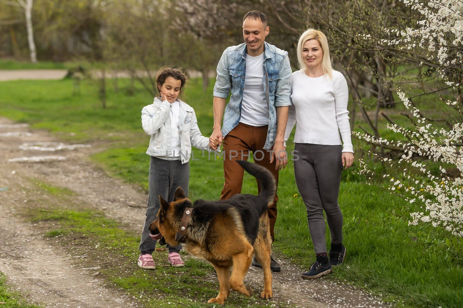 Family with small daughter and dog walking outdoors in orchard in spring by Andelov13