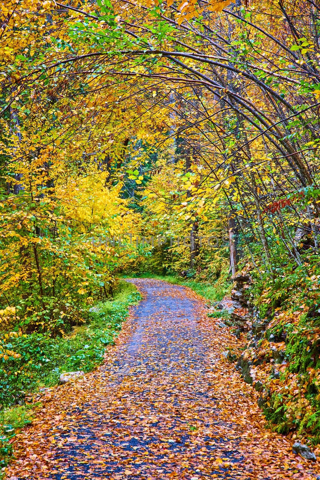 Image of Leaves covering hiking path through woods with trees arching over in peak fall