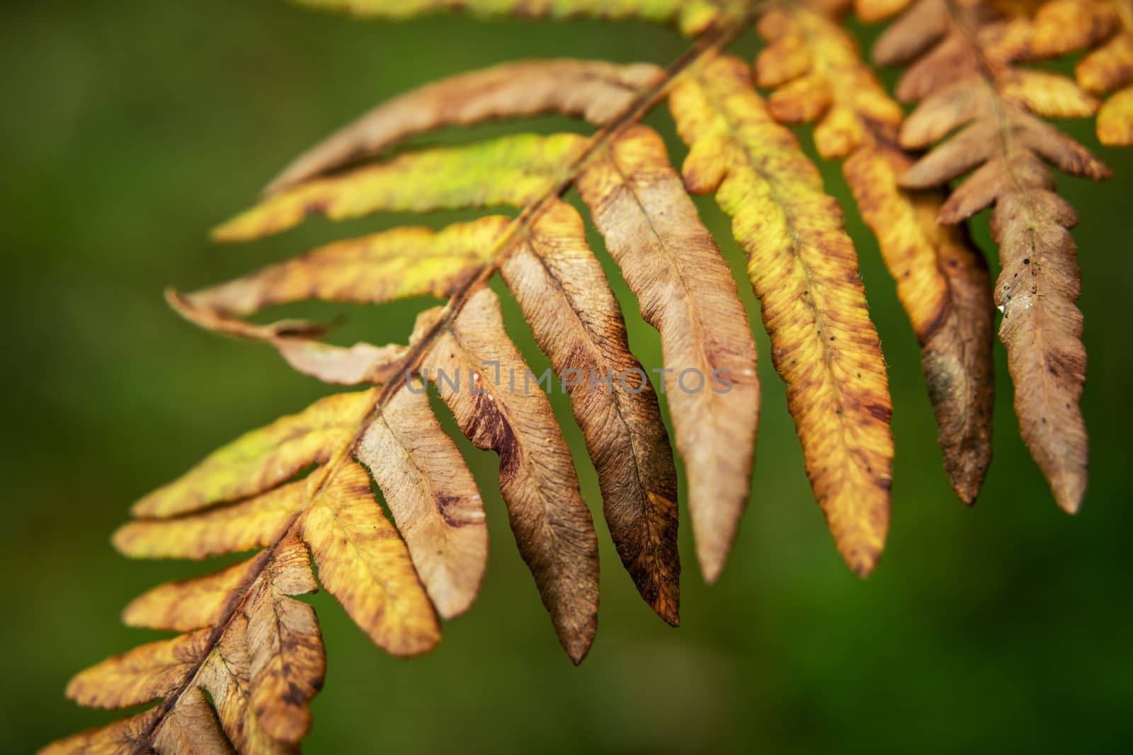 The withering leaves of the forest fern, October background