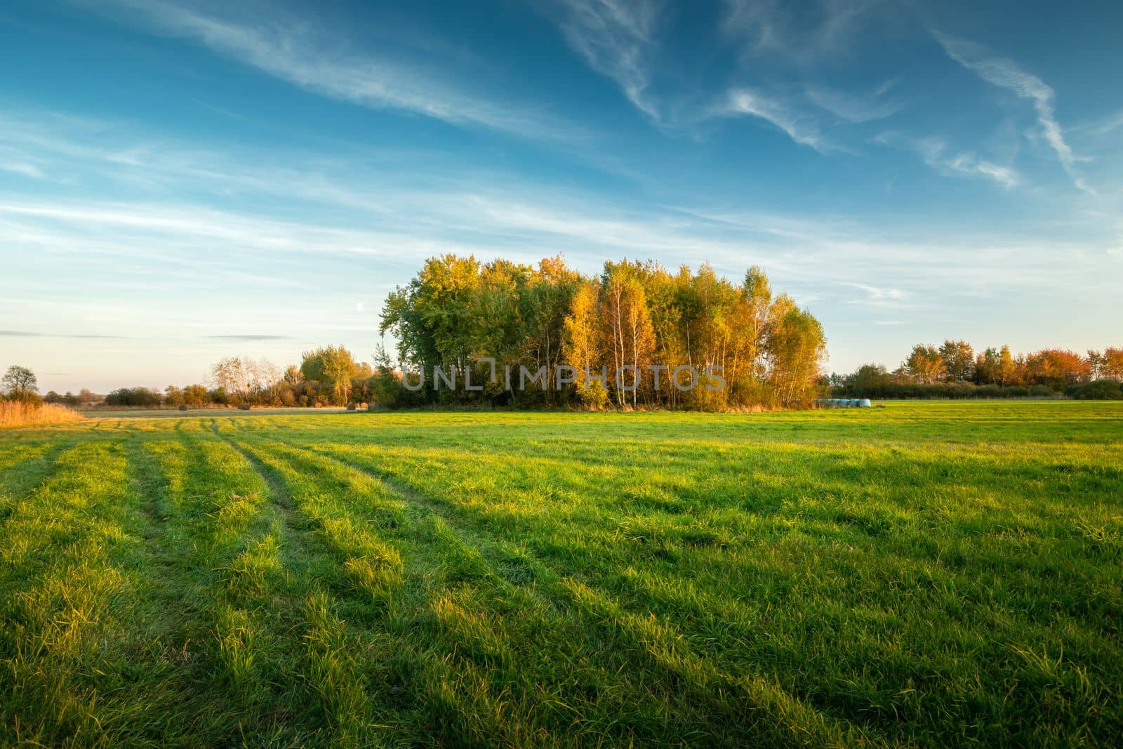 A beautiful view of a meadow with autumn trees, Nowiny, Poland