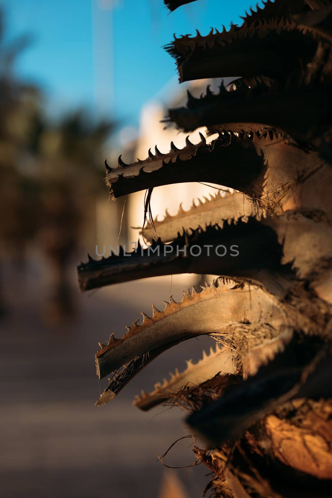 Close up of palm tree bark backlit by warm sunset sunlight. Wooden texture of a dark brown palm tree trunk on a blurred background of a blue sky and a palm alley