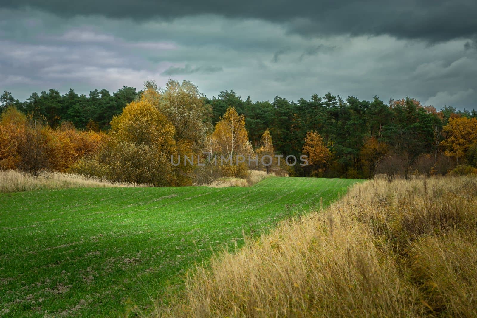 Green field in front of an autumn forest and cloudy sky, October in the eastern Poland