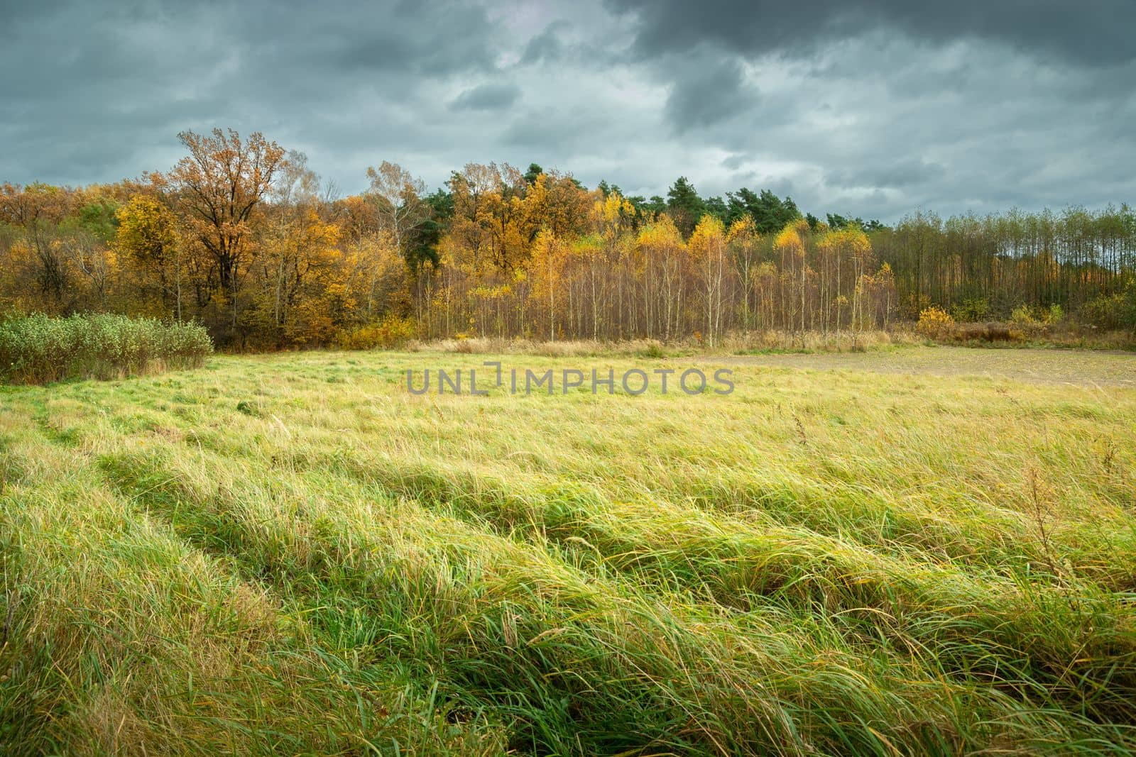 Cloudy sky over the autumn forest and meadow and tall grass, October rural view