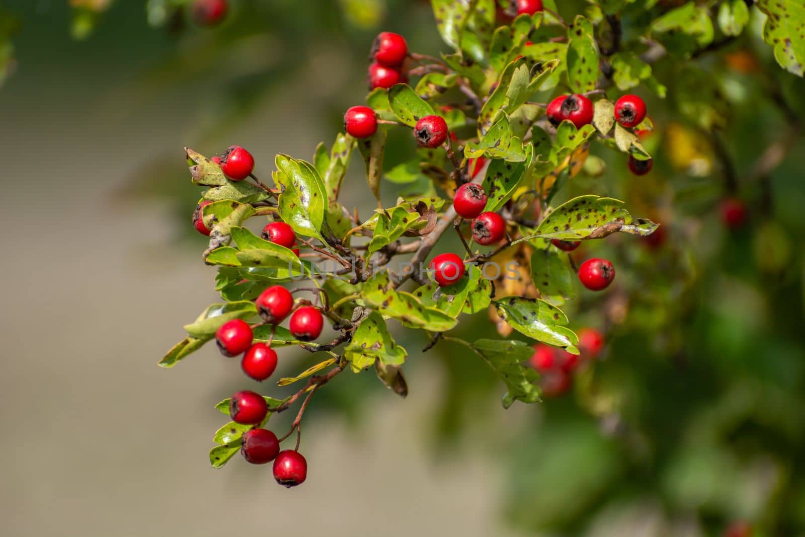 Twig with red small hawthorn berries, Christmas decoration shrub by darekb22