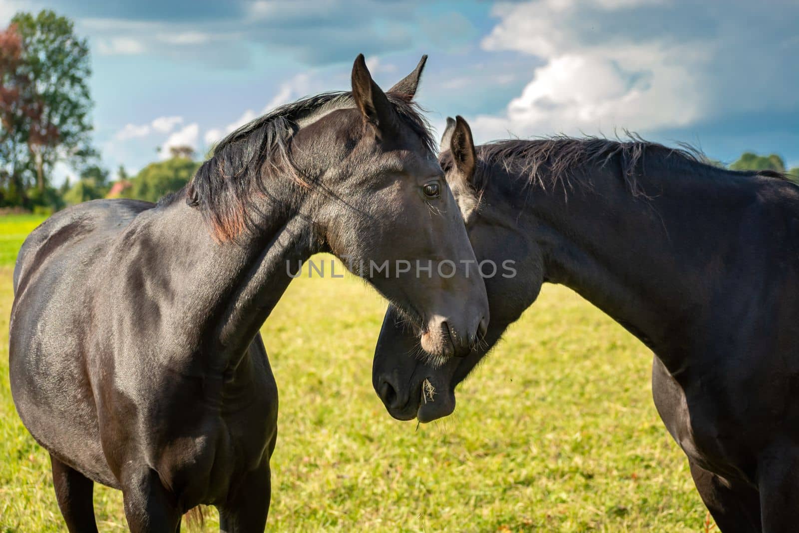 Two beautiful black horses cuddling to each other, rural animals