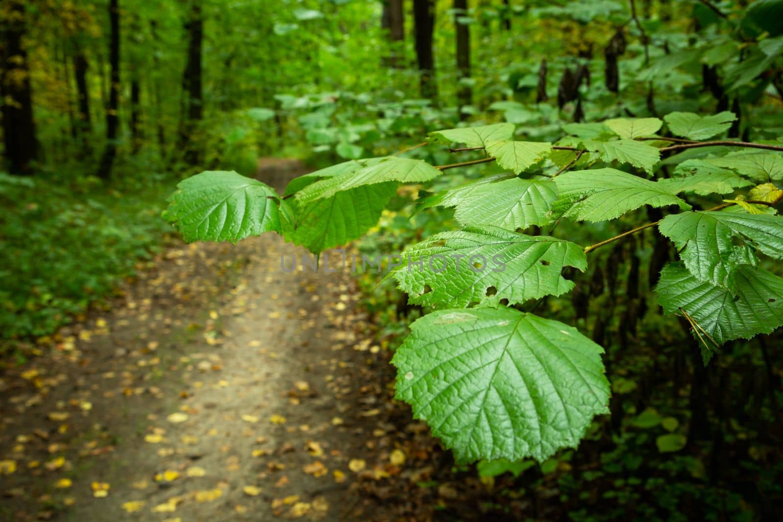 Green alder leaves by the forest pathway