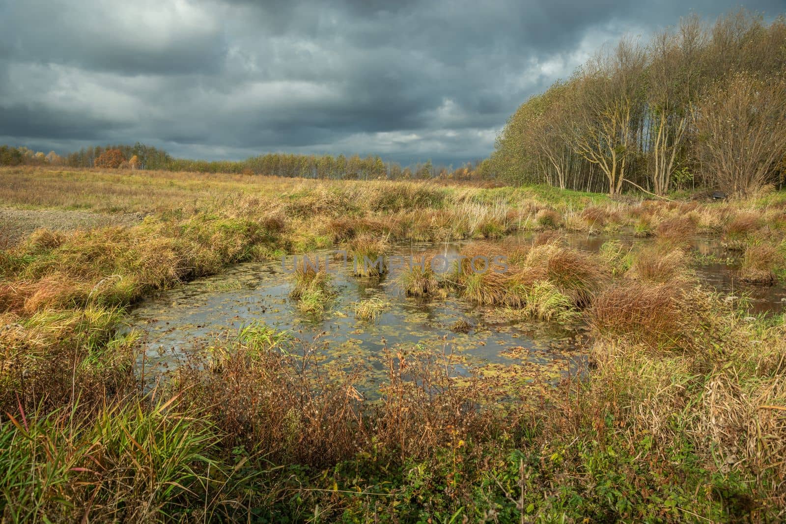 Swampy areas in front of the forest and cloudy sky, Zarzecze, Poland